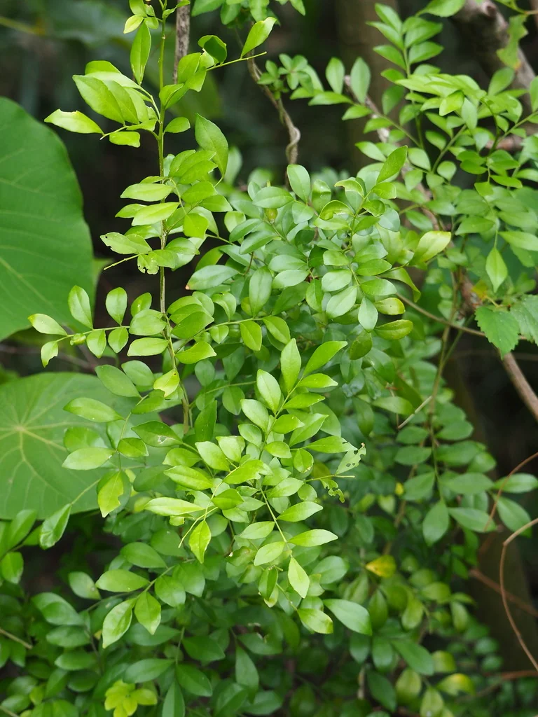 Murraya Paniculata
