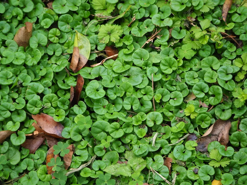 Dichondra Micrantha