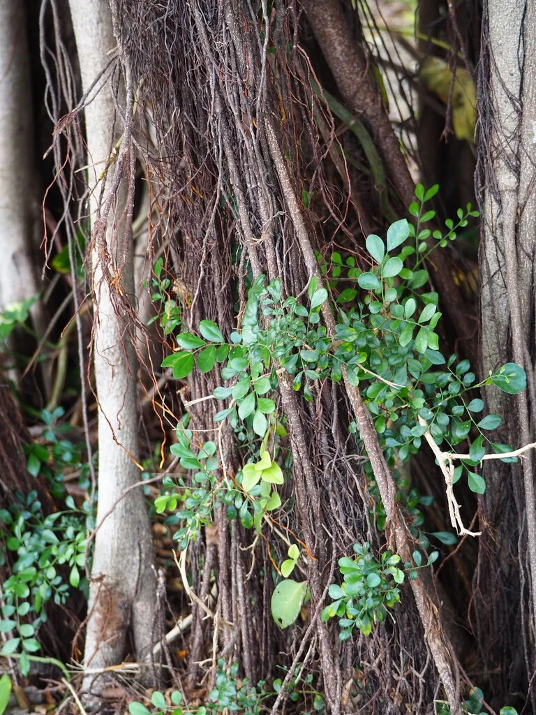 Murraya Paniculata