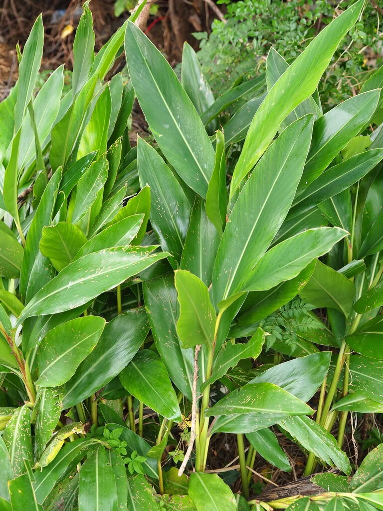 Alpinia Zerumbet