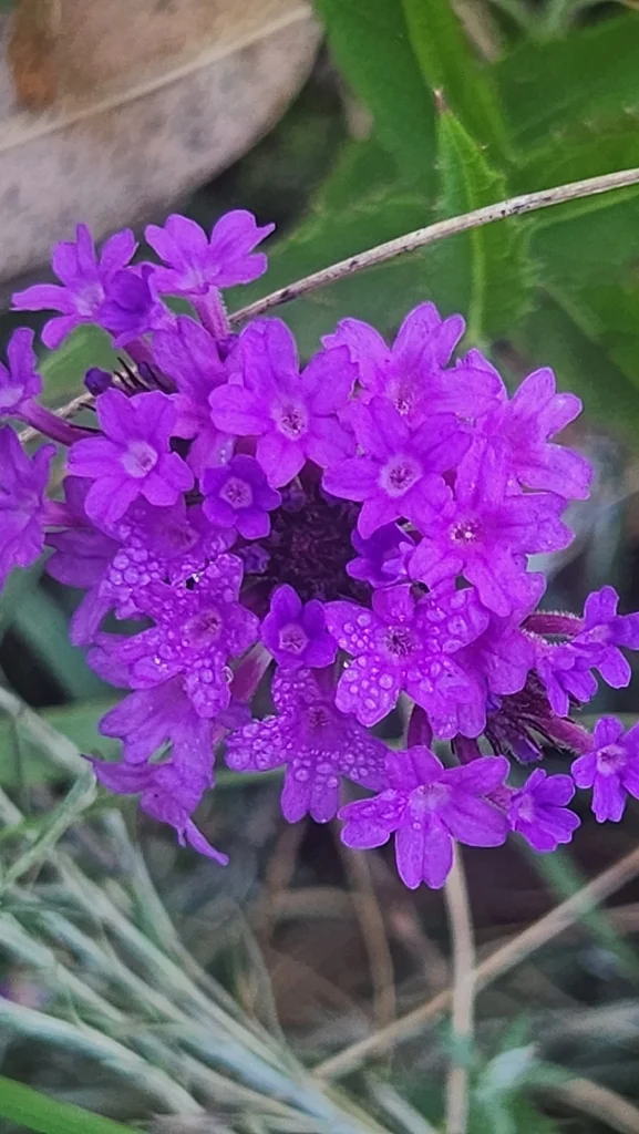Verbena Rigida