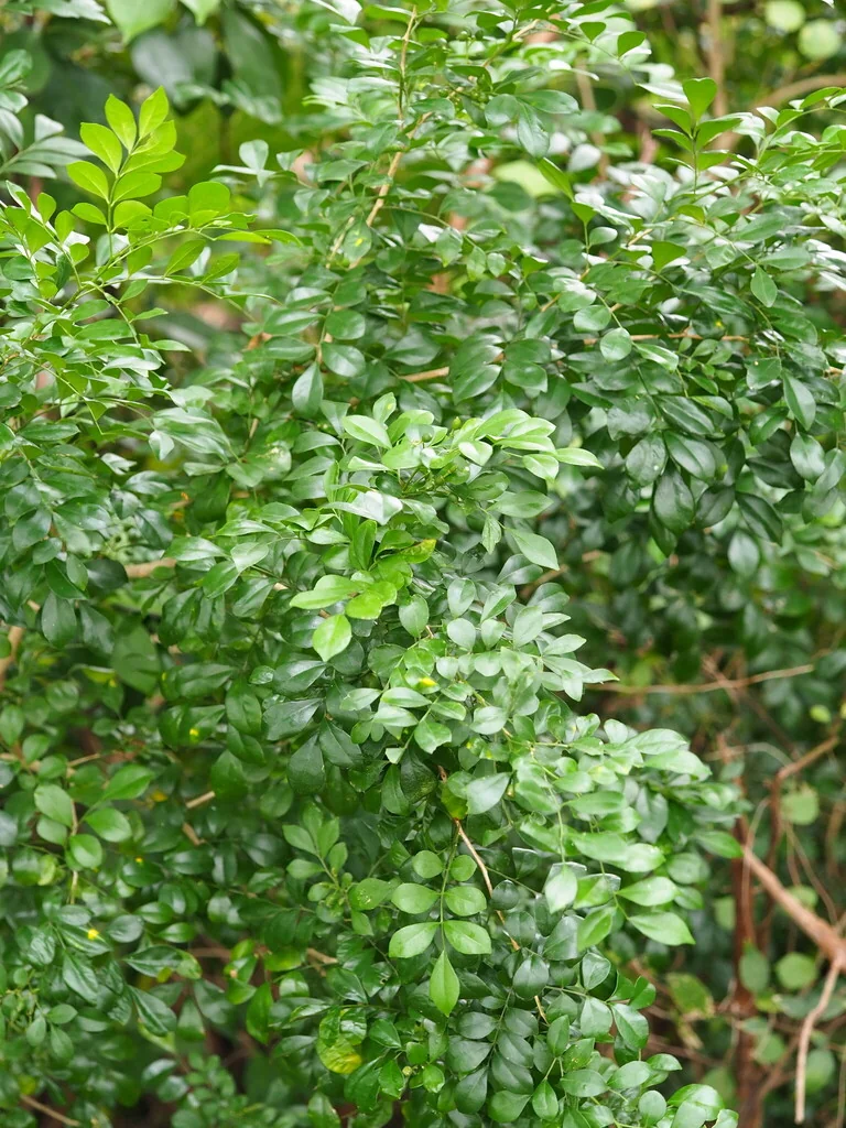 Murraya Paniculata