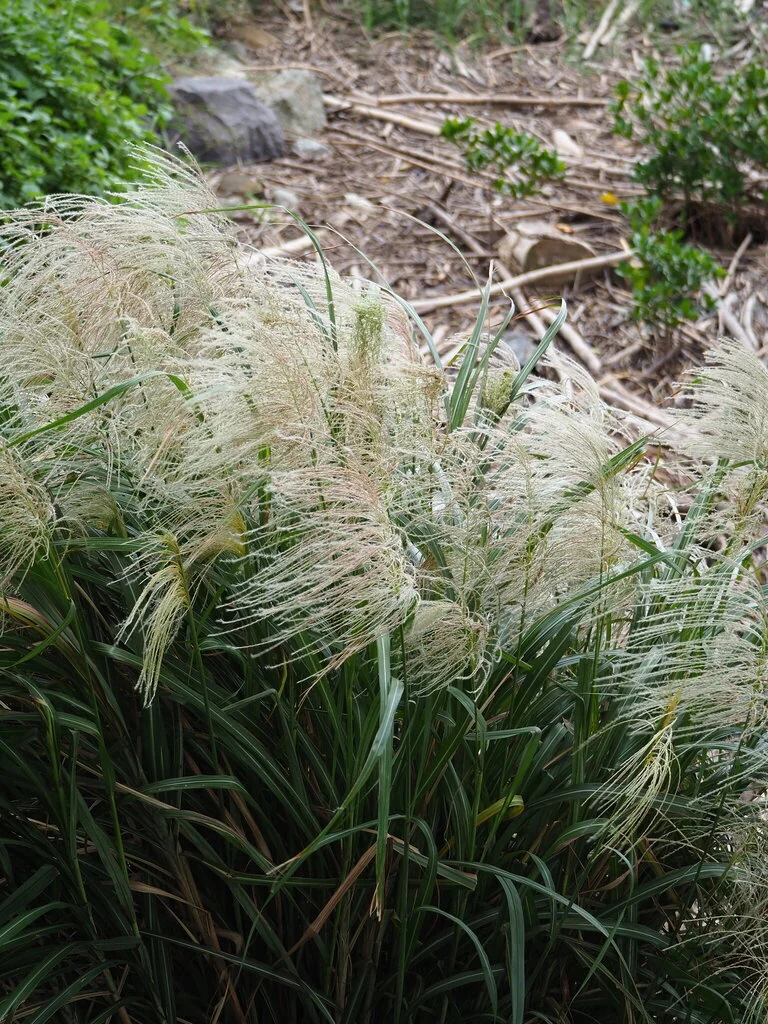 Miscanthus Transmorrisonensis