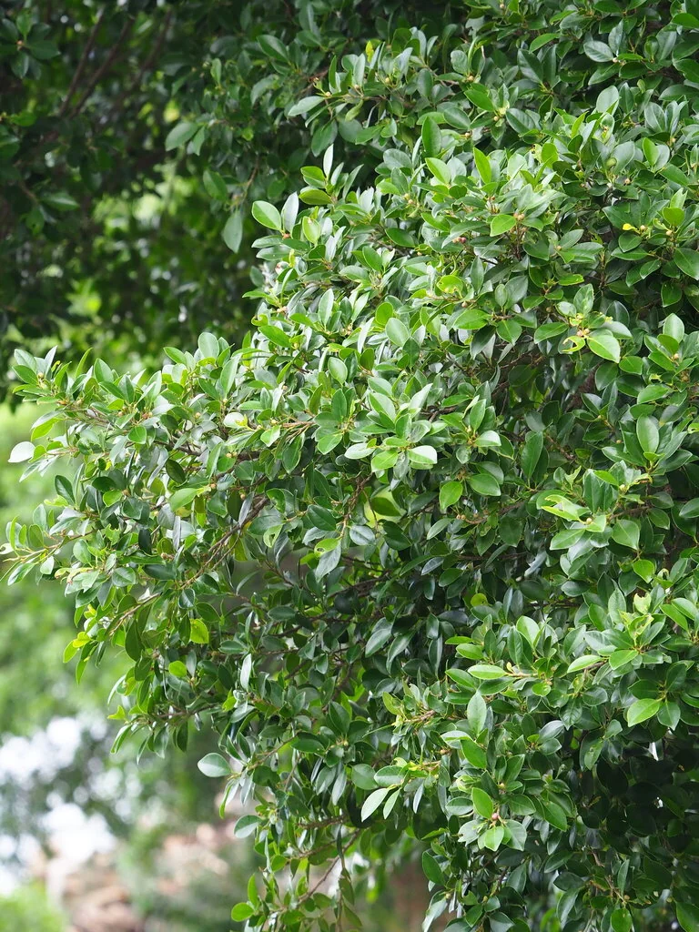 Ficus microcarpa
