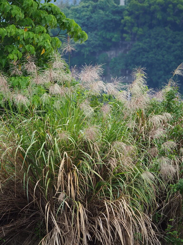 Miscanthus Transmorrisonensis