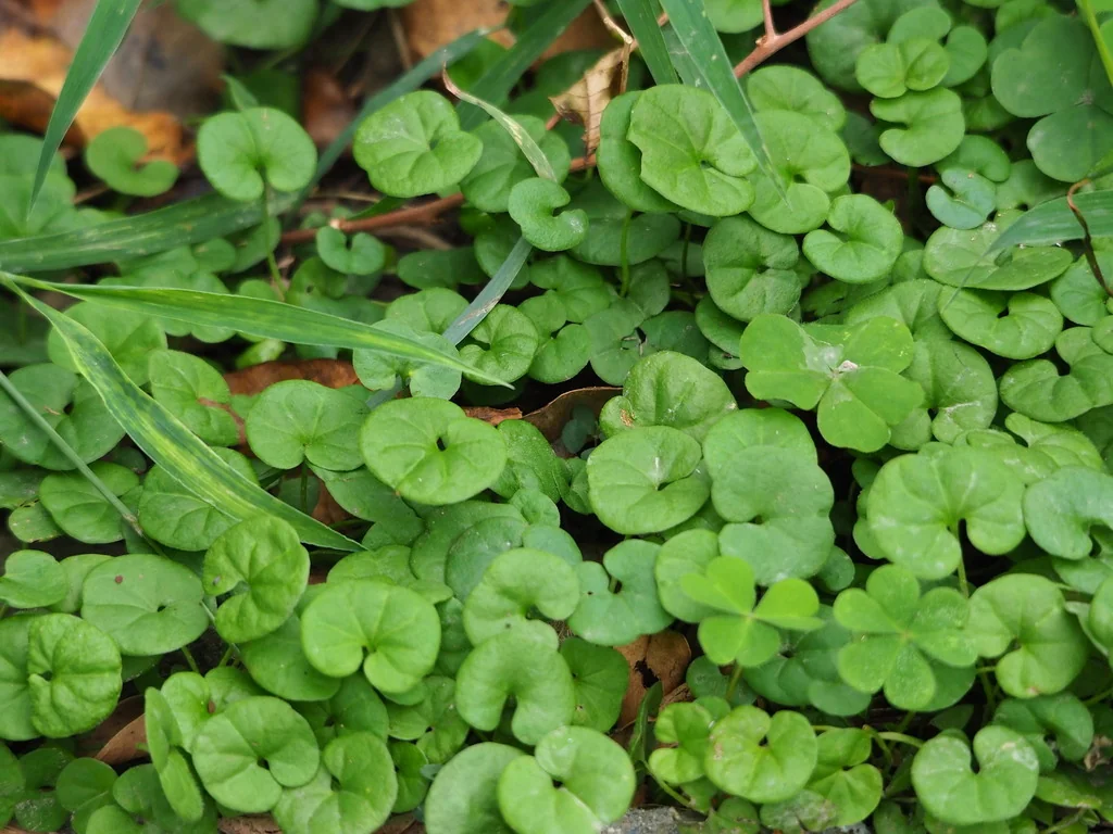 Dichondra Micrantha