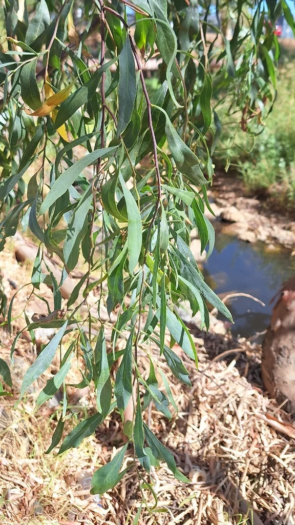 Acacia Salicina