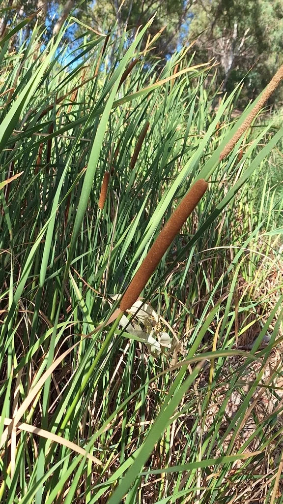 Typha Domingensis