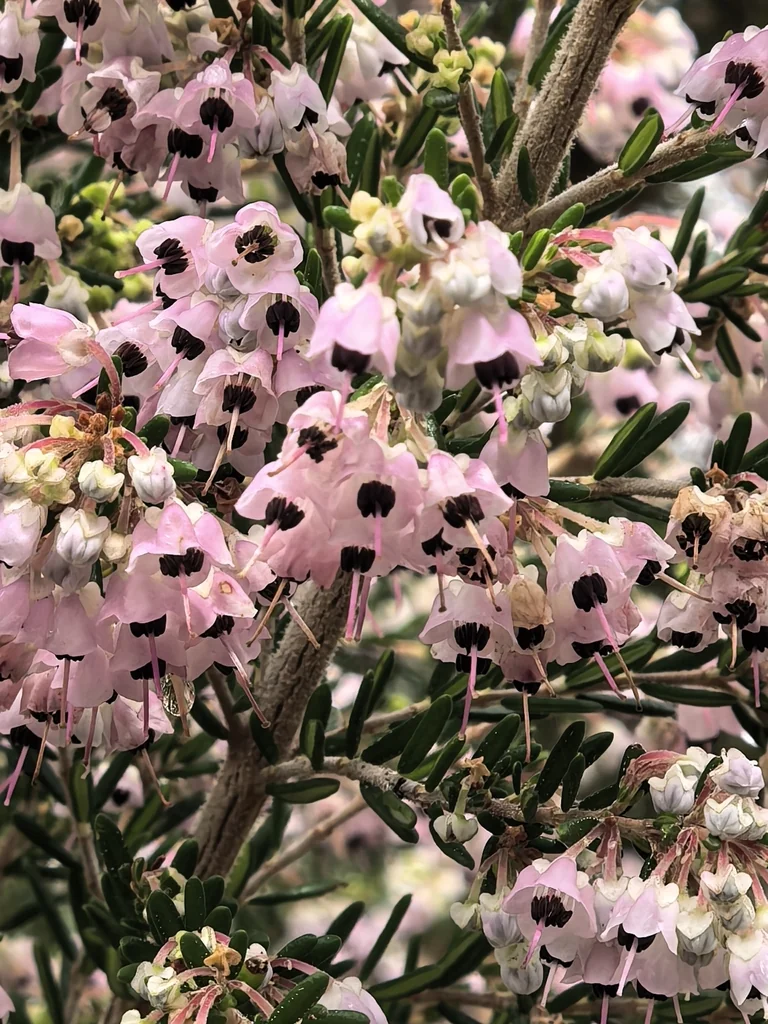 Erica Canaliculata
