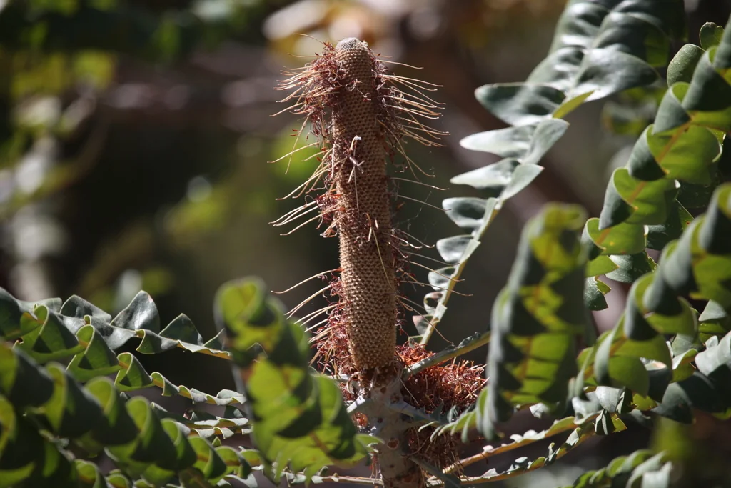 Banksia Grandis