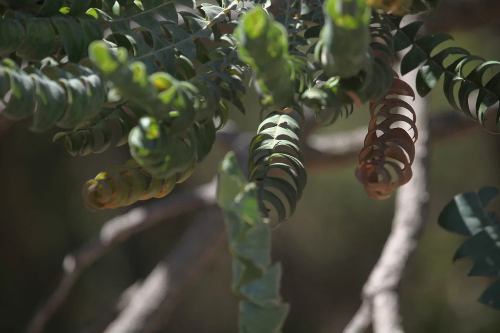 Banksia Grandis