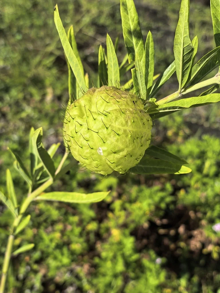 Gomphocarpus Physocarpus