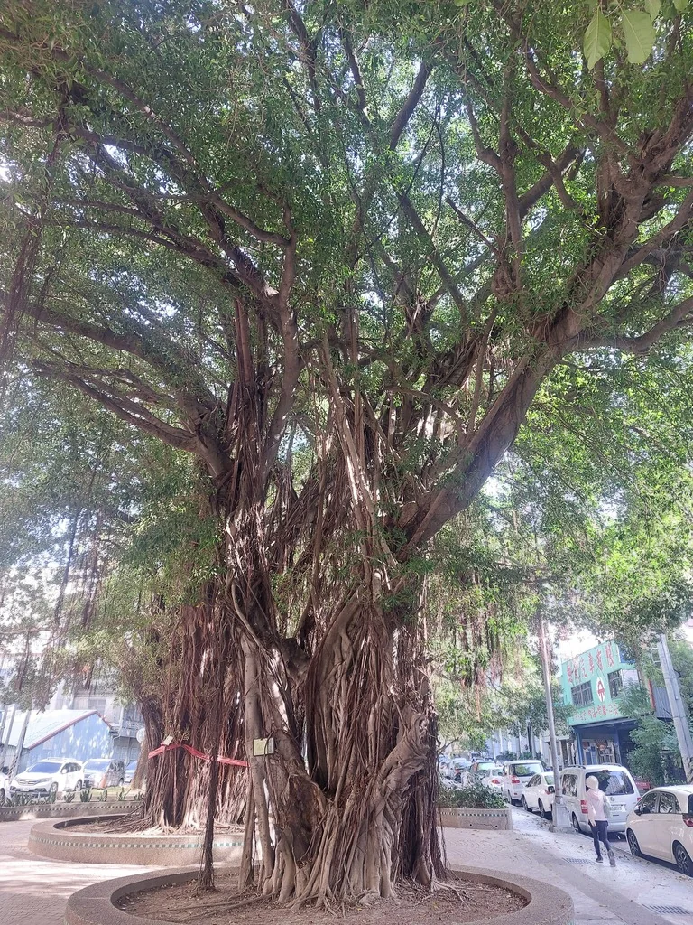 Ficus microcarpa