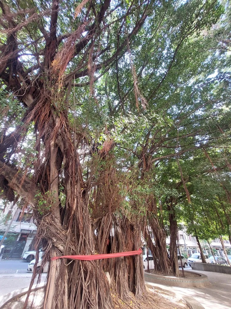 Ficus microcarpa