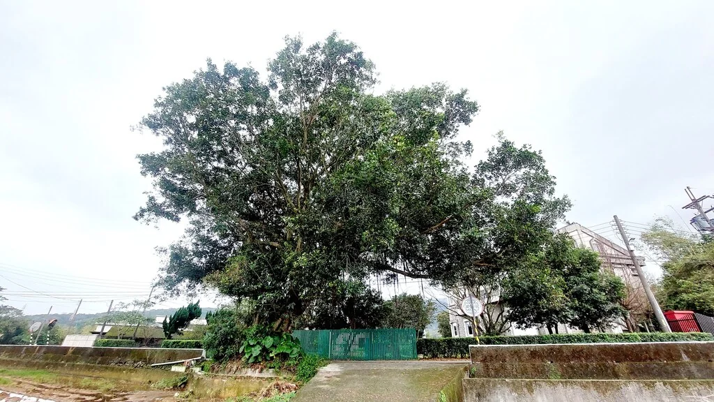 Ficus microcarpa