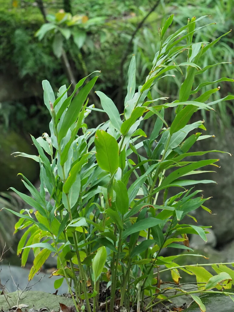 Hedychium Coronarium