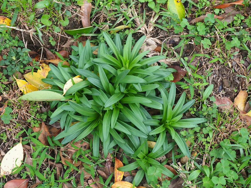 Lilium Longiflorum