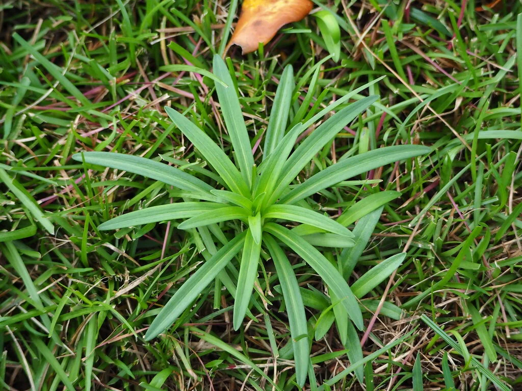 Lilium Longiflorum