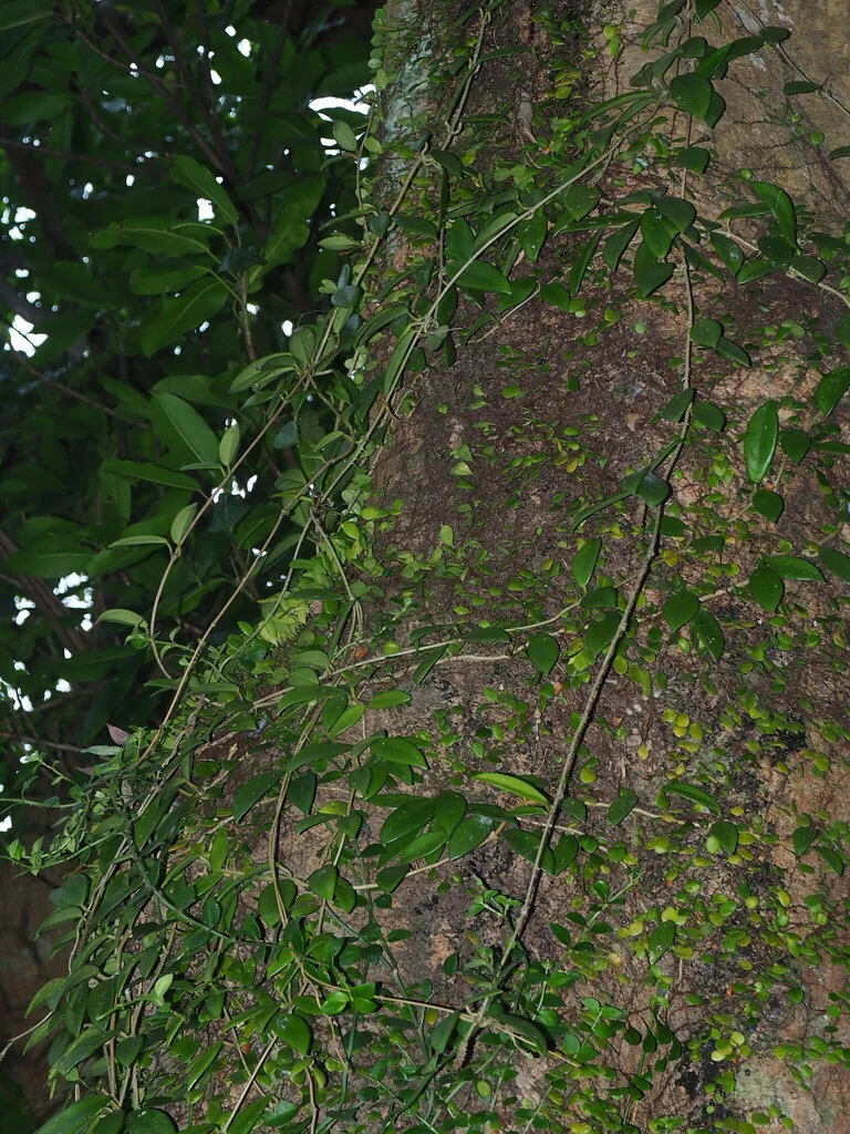Hoya carnosa