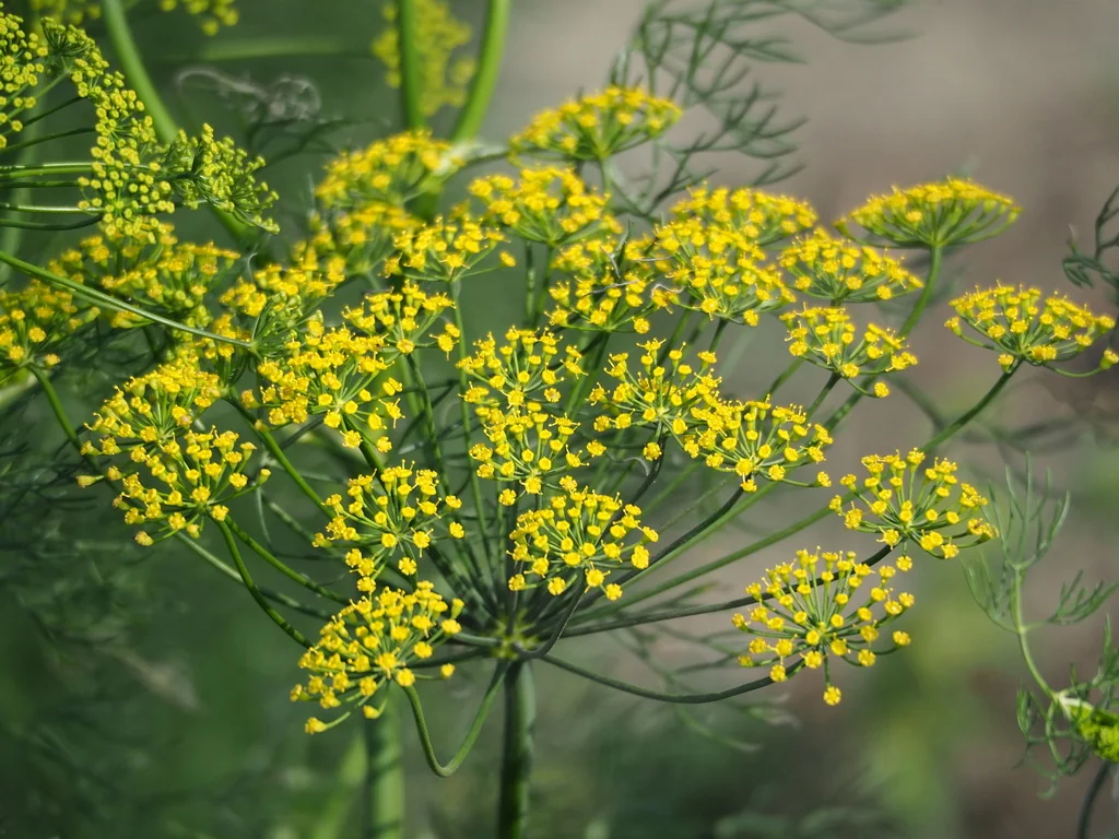 Anethum Graveolens