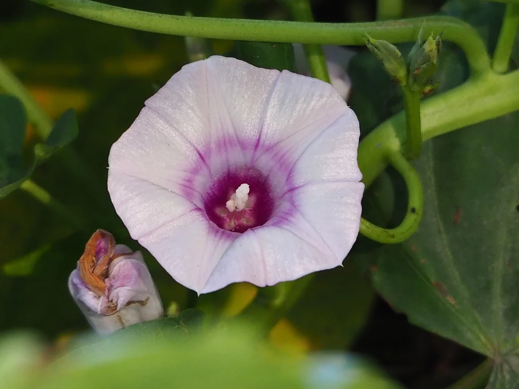 Ipomoea batatas