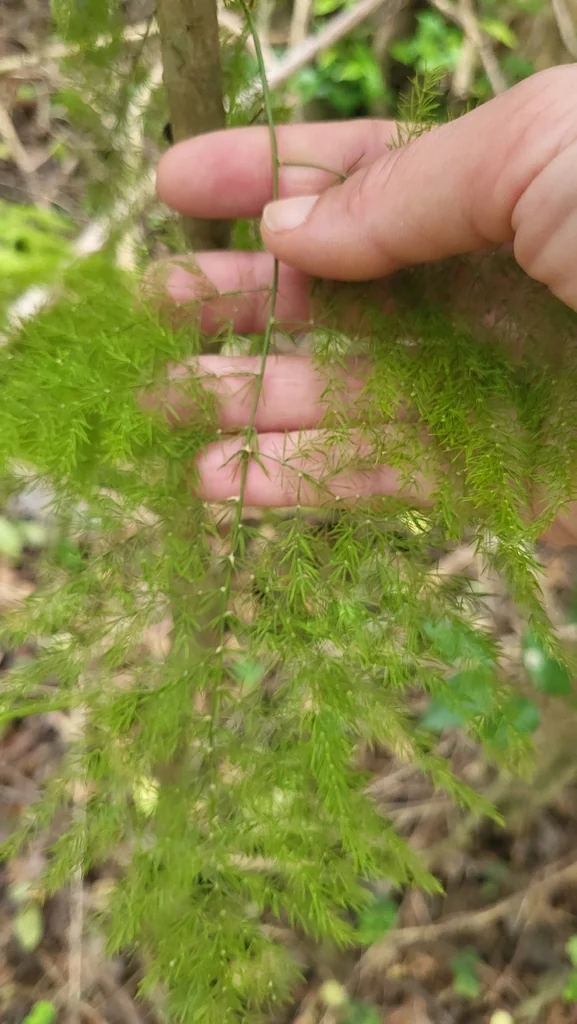 Asparagus Setaceus