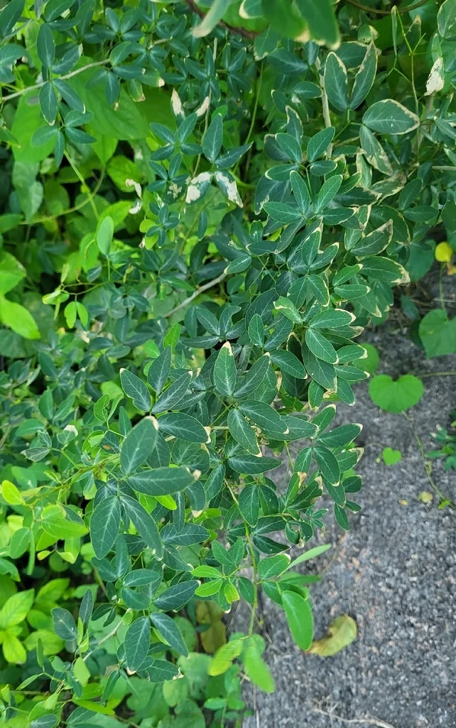 Pithecellobium Dulce