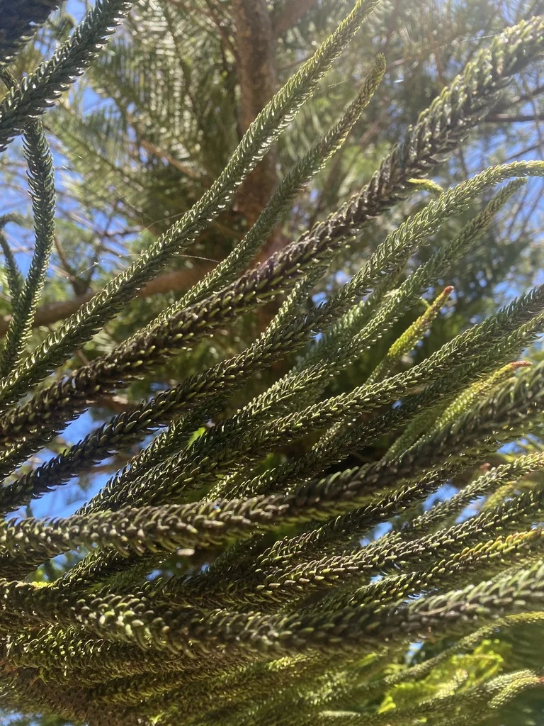 Araucaria Heterophylla