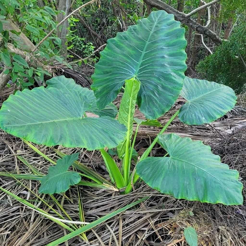 Alocasia plumbea