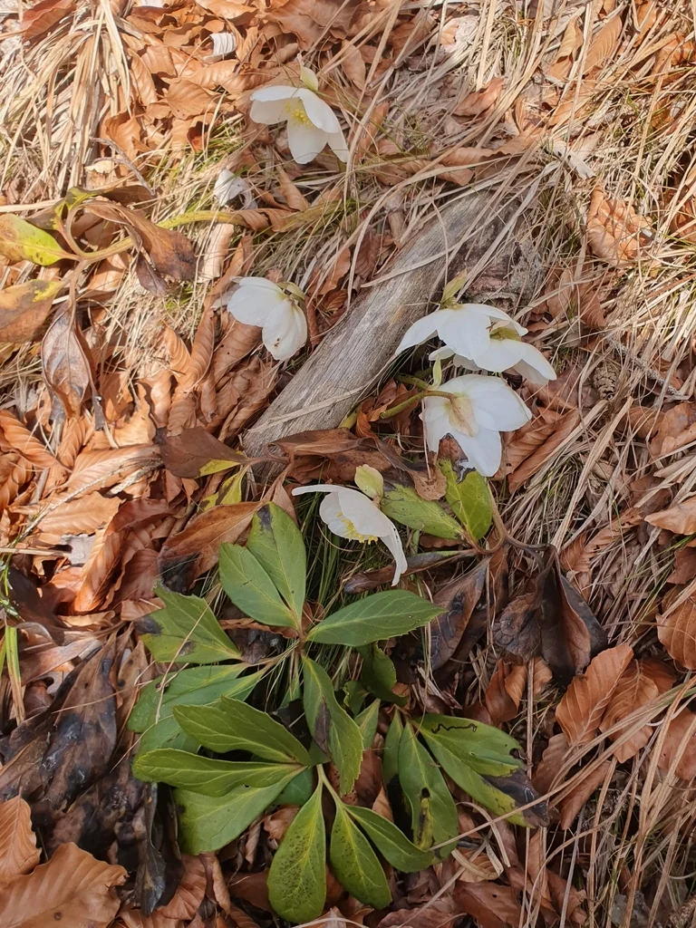 Helleborus Niger