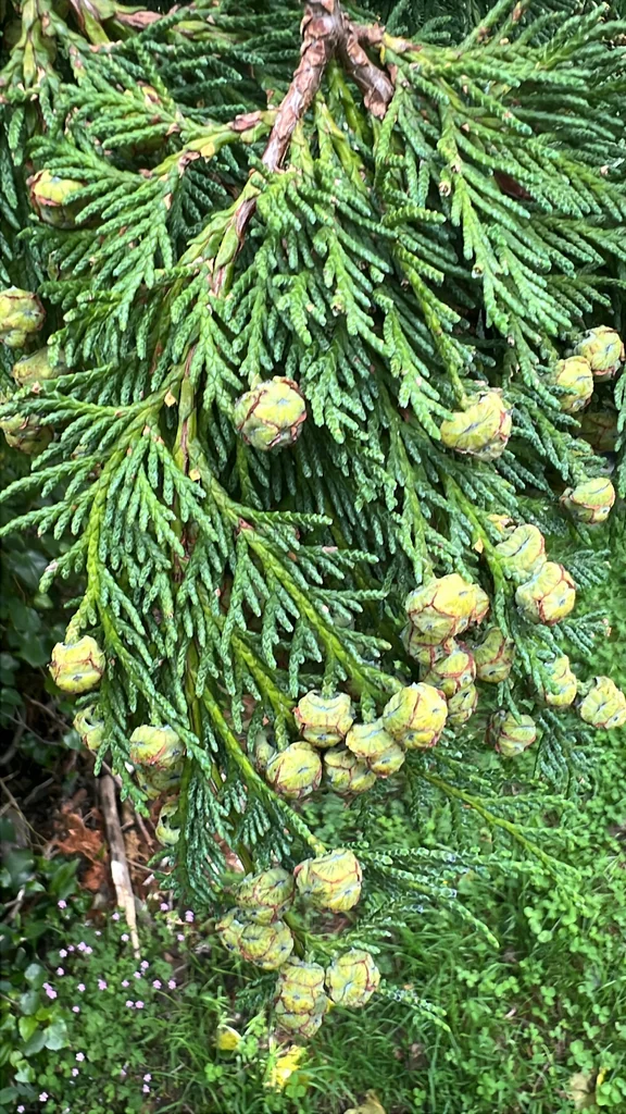 Chamaecyparis lawsoniana