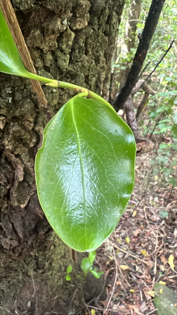 Griselinia Lucida