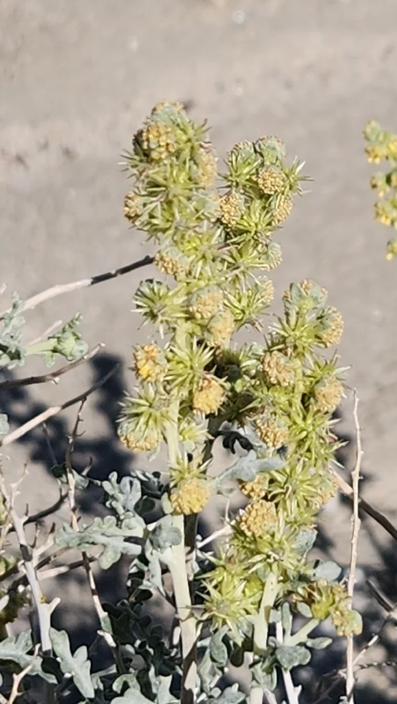 Ambrosia Dumosa