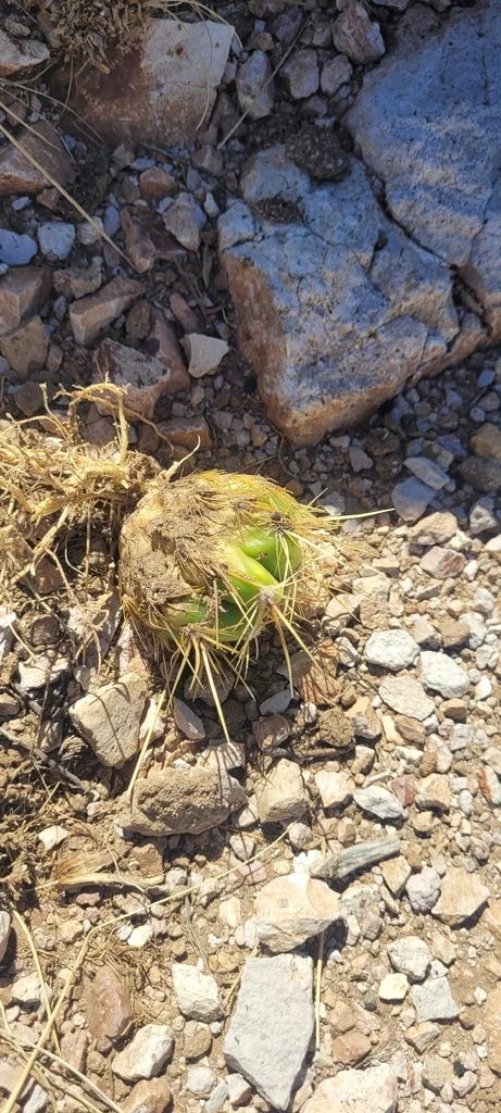 Echinopsis Candicans