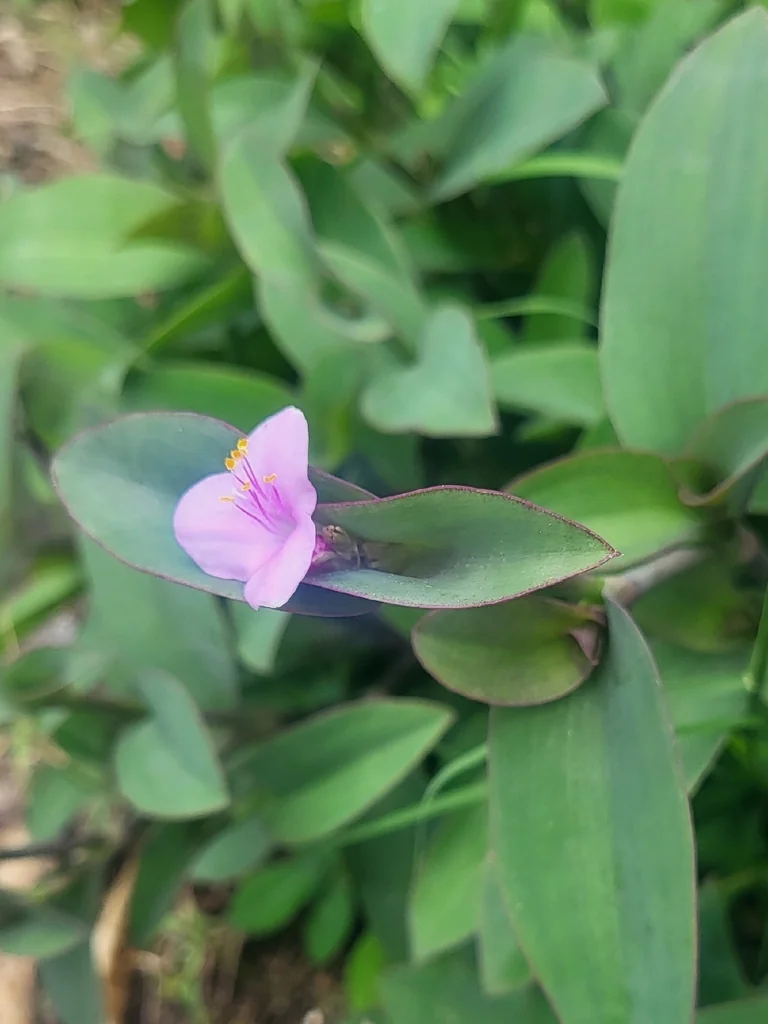Tradescantia pallida
