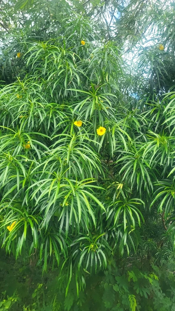 Thevetia Peruviana