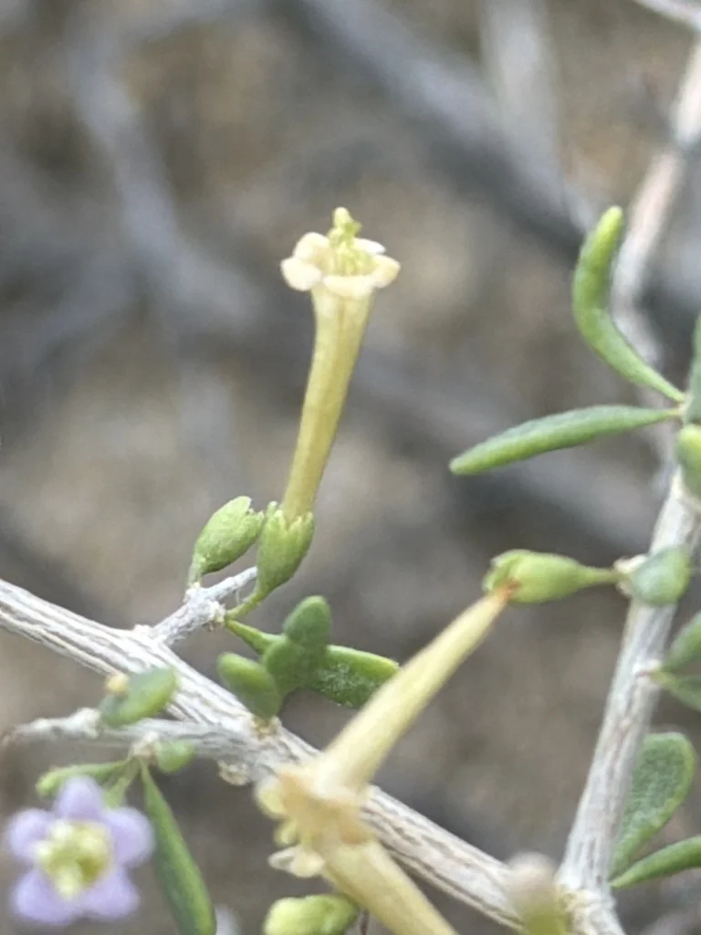 Lycium Andersonii