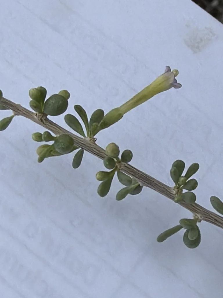 Lycium Andersonii