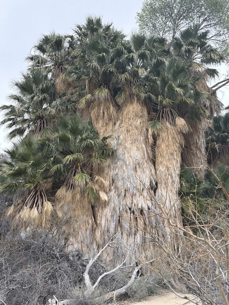Washingtonia Filifera