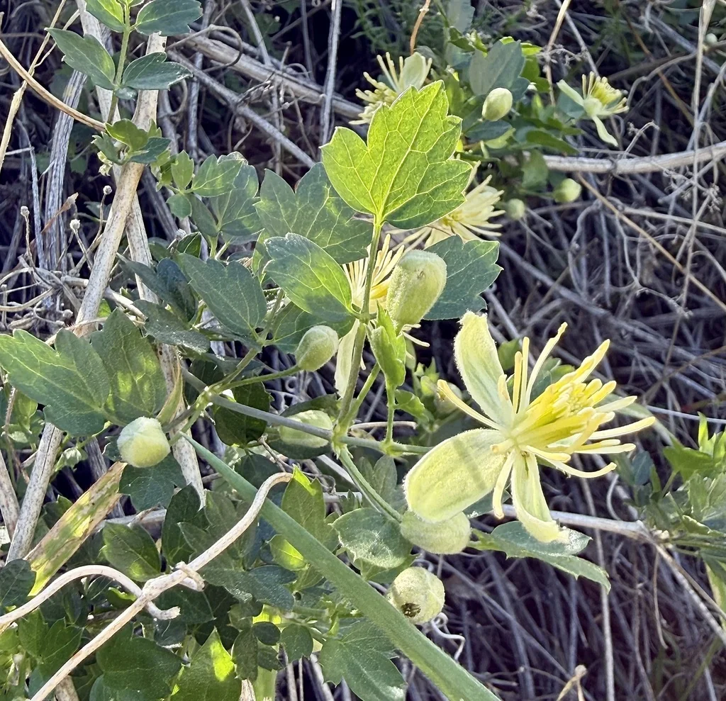 Clematis Pauciflora