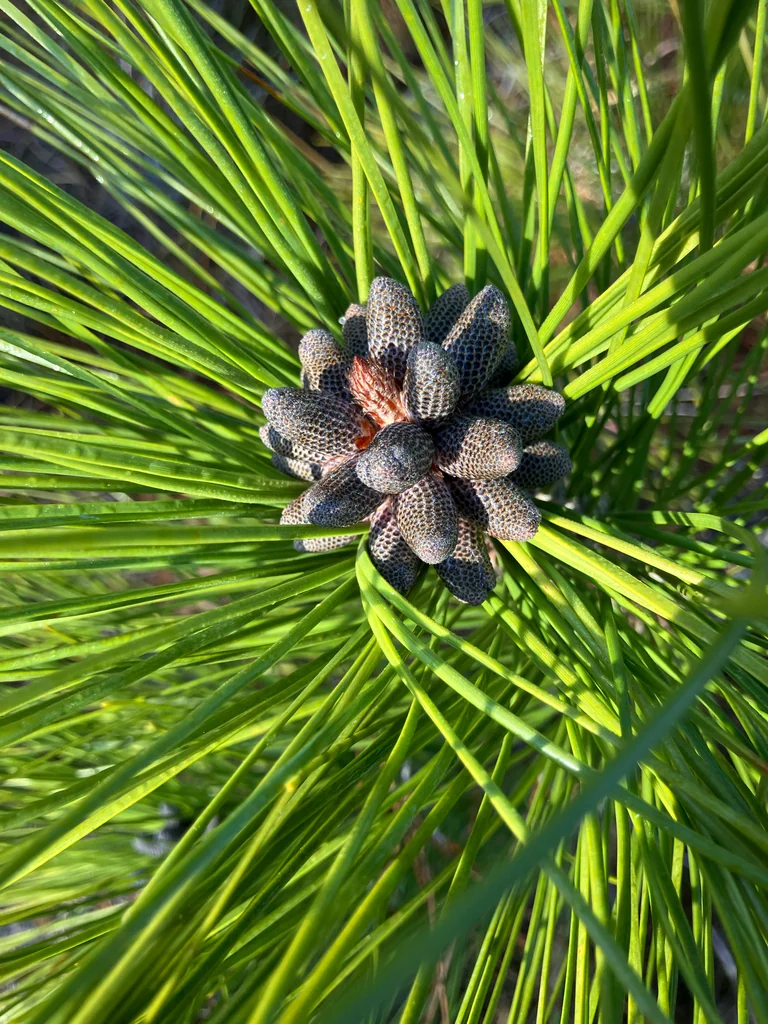 Pinus Elliotii
