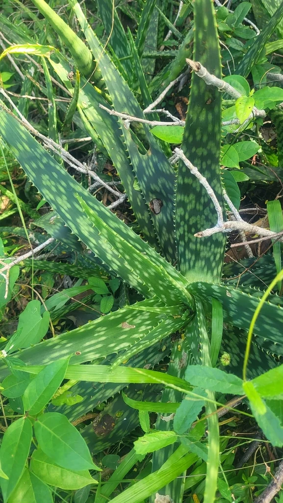 Aloe Maculata