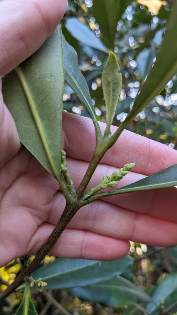 Osmanthus Americanus