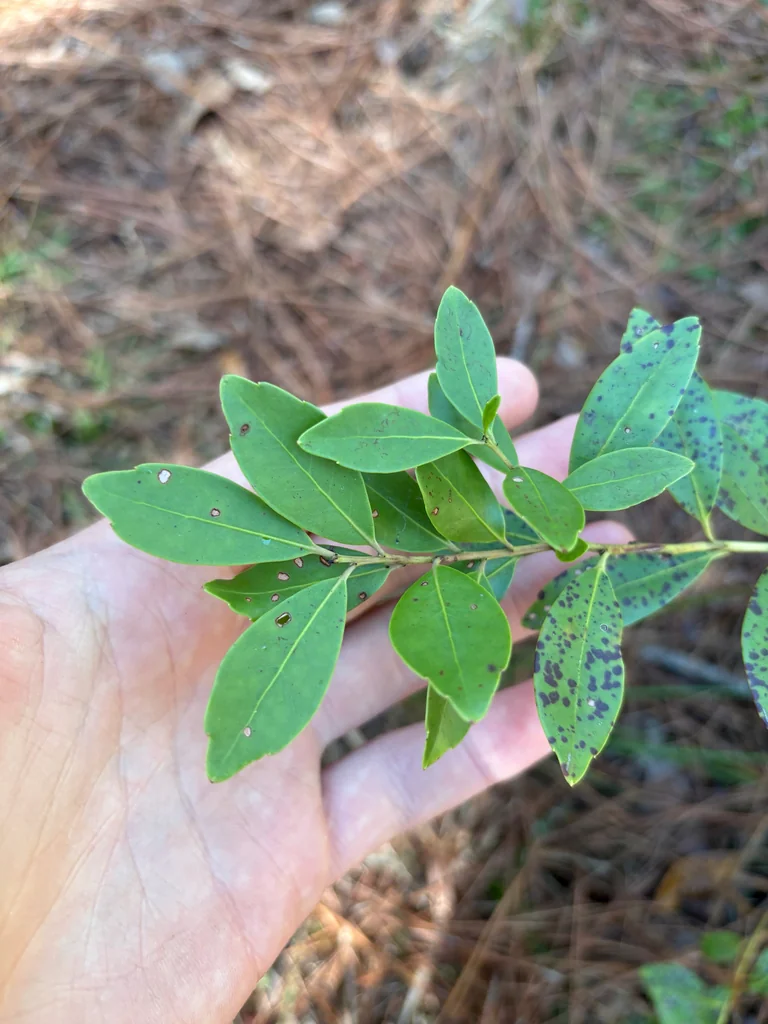 Ilex glabra