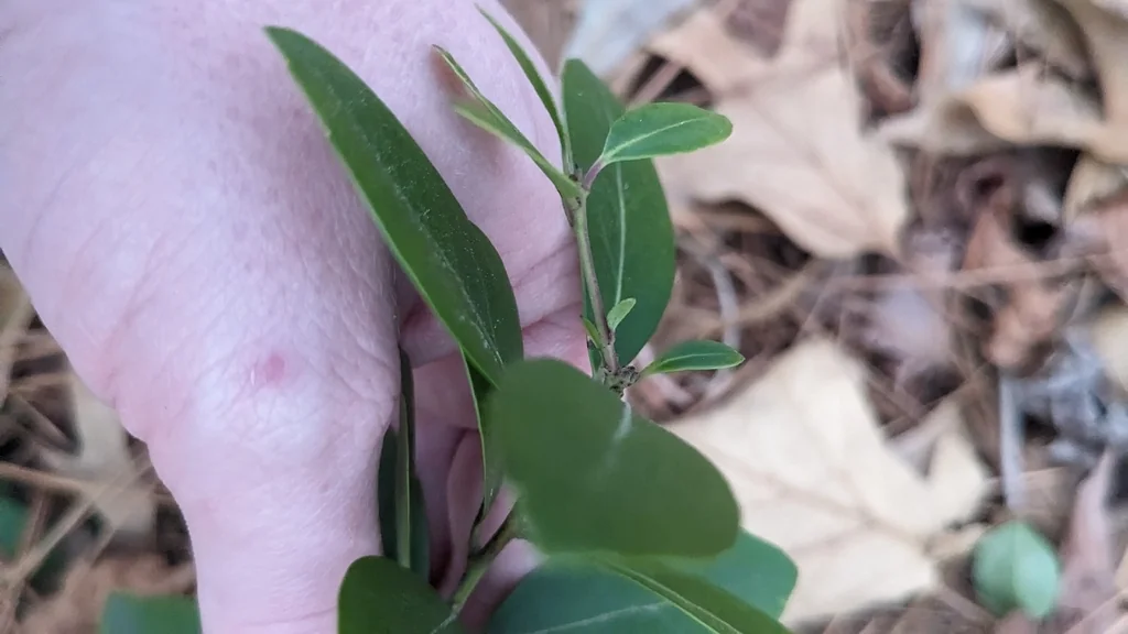 Ilex glabra