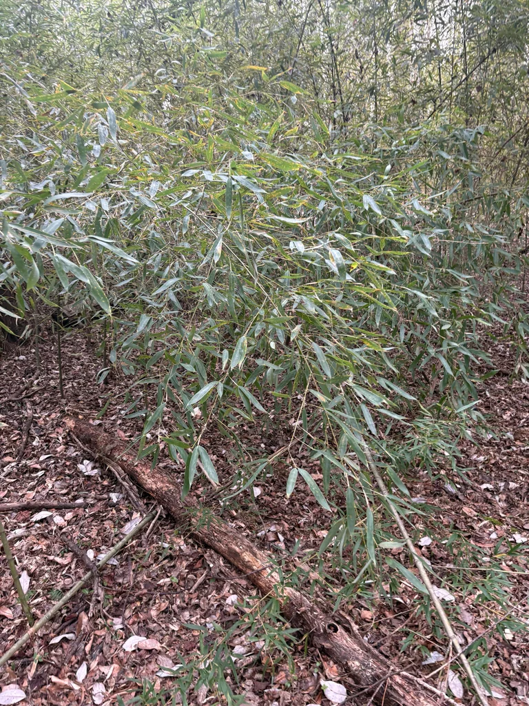 Phyllostachys Aurea