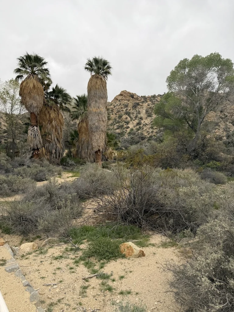 Washingtonia Filifera