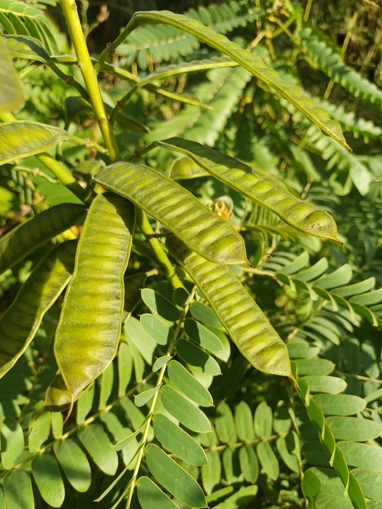 Senna Didymobotrya