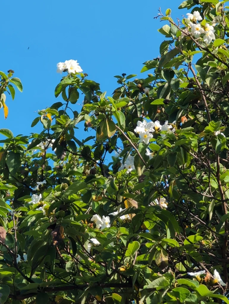 Cordia Boissieri