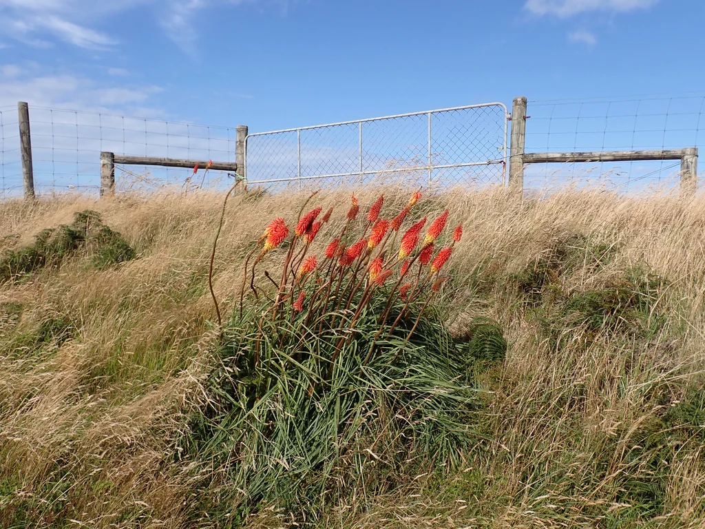 Kniphofia Uvaria